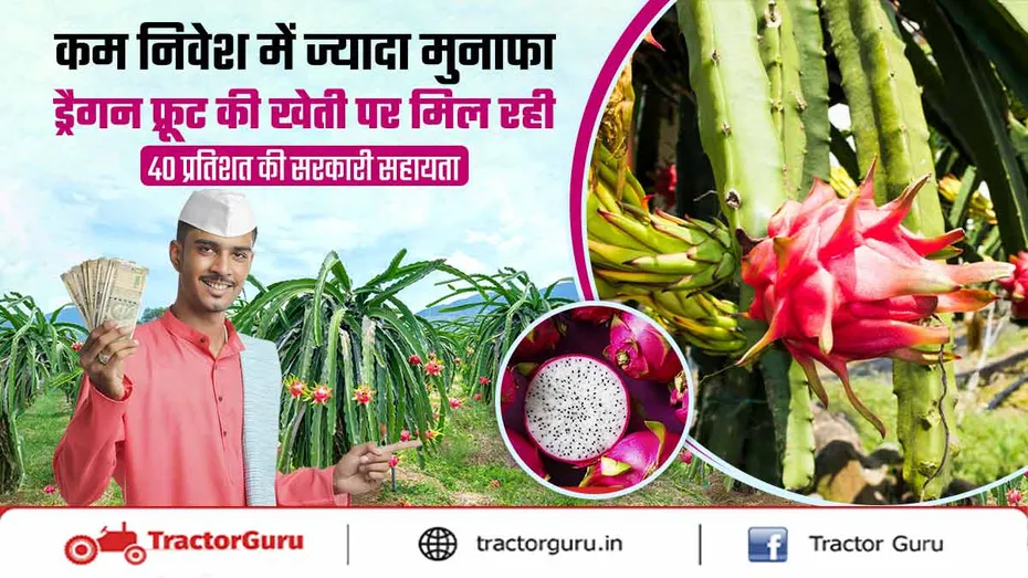 इस फल की खेती पर 40 प्रतिशत सब्सिडी, पाए ज्यादा मुनाफा