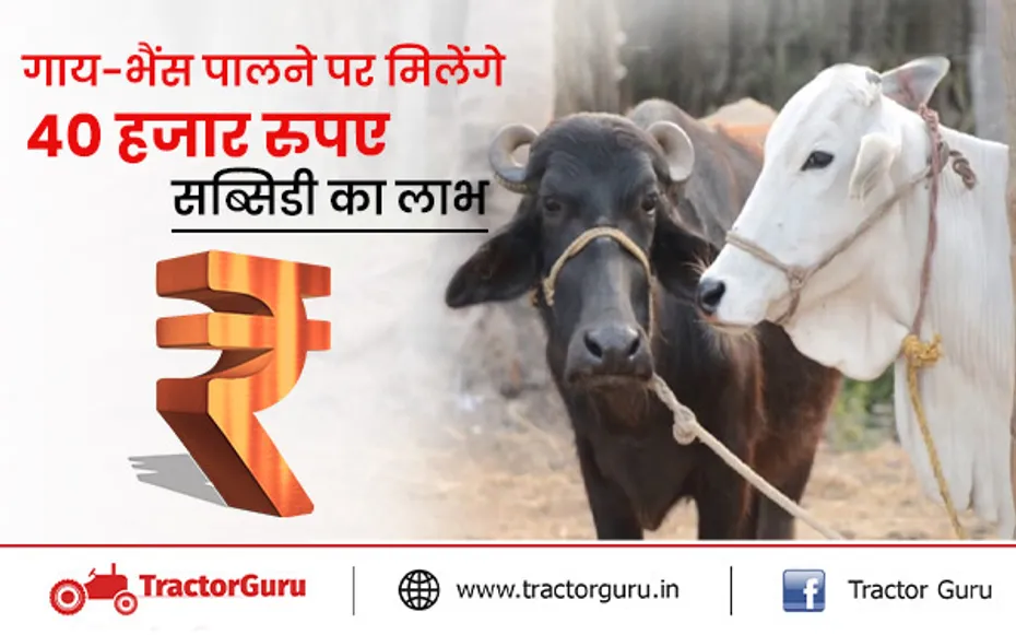 गाय-भैंस पालने पर मिलेंगे 40 हजार रुपए सब्सिडी का लाभ, जल्दी करें आवेदन