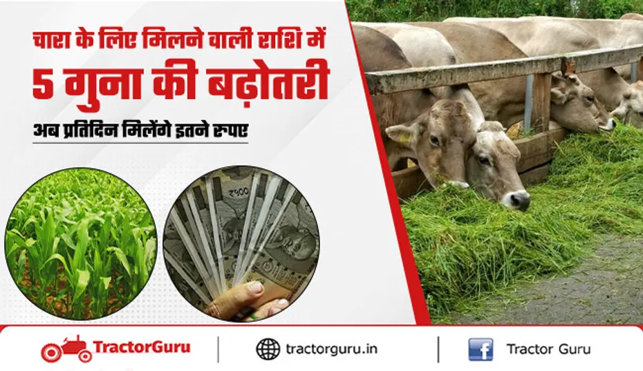 Cow Farming : गौशाला चारे की सब्सिडी राशि में की 5 गुना बढ़ोतरी