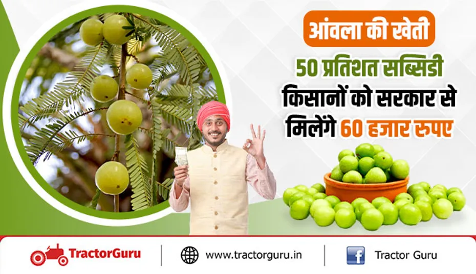 आंवला की खेती पर 50 प्रतिशत सब्सिडी, किसानों को सरकार से मिलेंगे 60 हजार रुपए