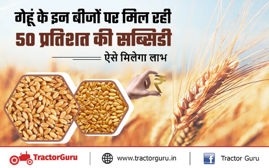 गेहूं की पांच किस्मों के बीजों पर मिलेगी 50% की सब्सिडी, इन केंद्रों से मिलेगा बीज