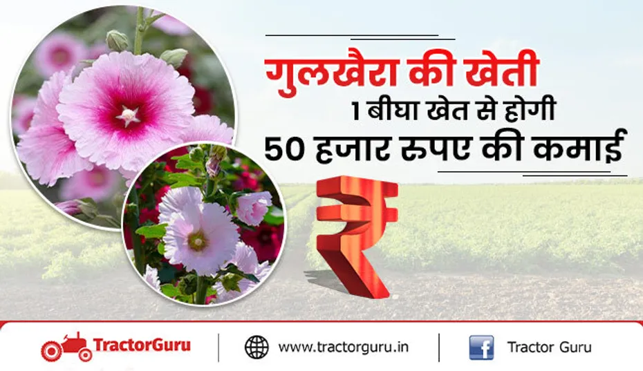 गुलखैरा की खेती : 1 बीघा खेत से होगी 50 हजार रुपए की कमाई, ऐसे करें गुलखैरा की खेती