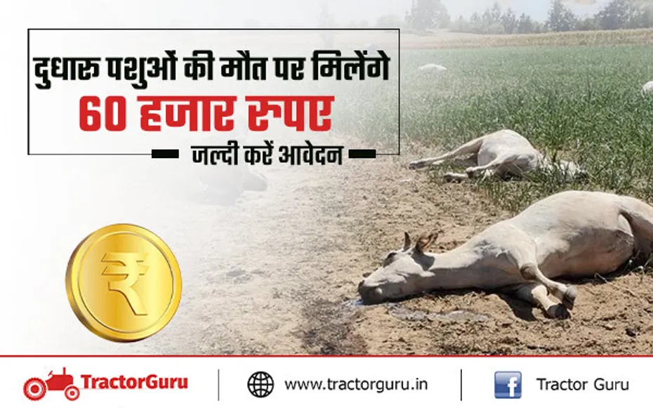पशु बीमा : दुधारू पशुओं की मौत पर मिलेंगे 60 हजार रुपए, जल्दी करें आवेदन