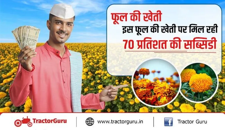 फूल की खेती : इस फूल की खेती पर मिल रही 70 प्रतिशत की सब्सिडी, जानिए योजना की पूरी जानकारी