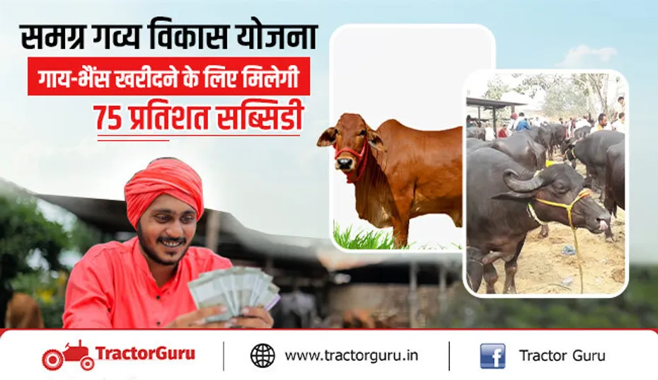 समग्र गव्य विकास योजना : गाय-भैंस खरीदने के लिए मिलेगी 75 प्रतिशत सब्सिडी