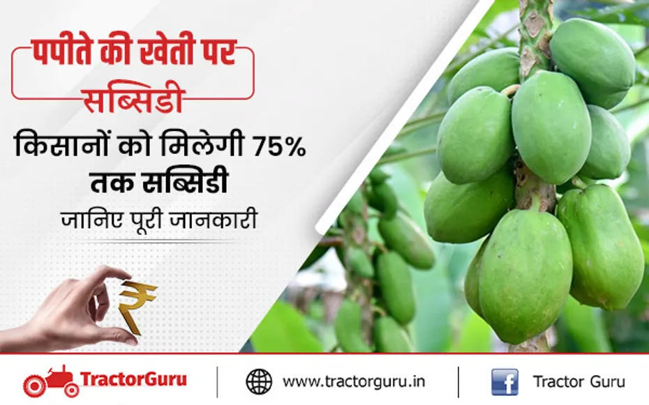 पपीते की खेती पर सब्सिडी: किसानों को पपीते की खेती पर दी जा रही 75% की सब्सिडी, जल्दी यहां करें आवेदन