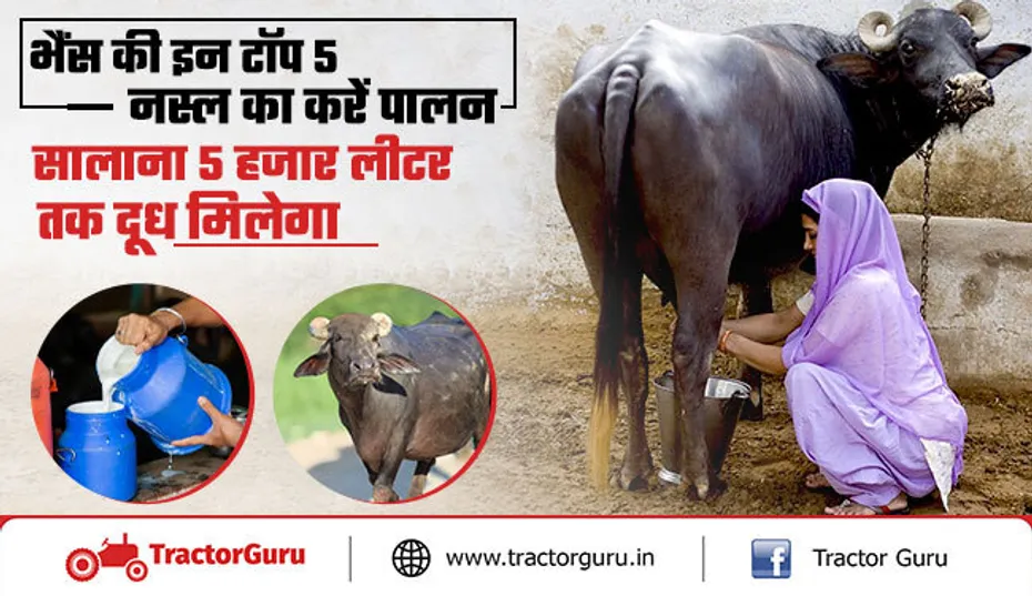 भैंस की इन टॉप 5 नस्ल का करें पालन, सालाना 5 हजार लीटर तक दूध मिलेगा