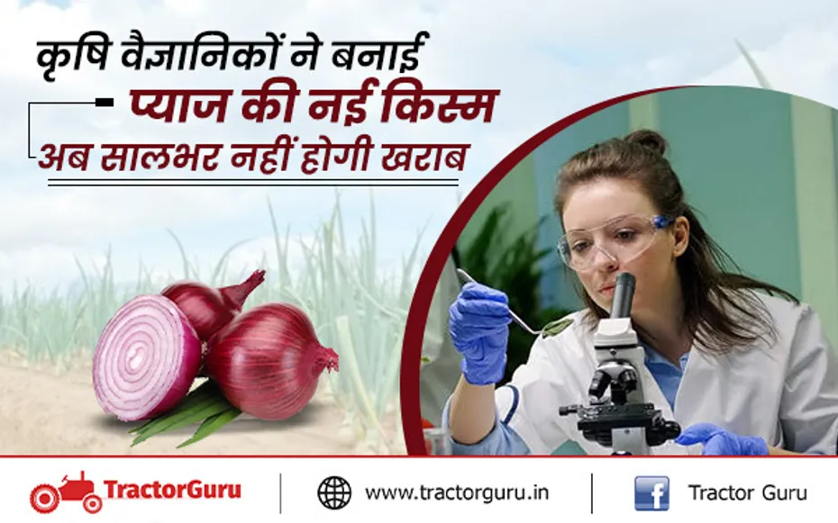 onion variety : कृषि वैज्ञानिकों ने विकसित की प्याज की नई किस्म, सालभर तक भी नहीं होगी खराब