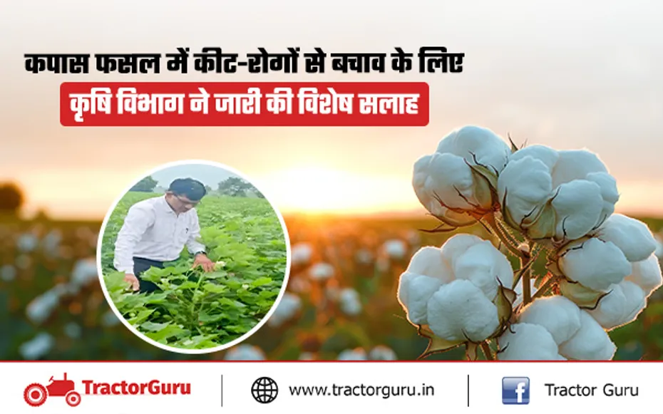 Cotton Crop : फसल को कीट-रोगों से बचाने के लिए कृषि विभाग ने जारी की सलाह