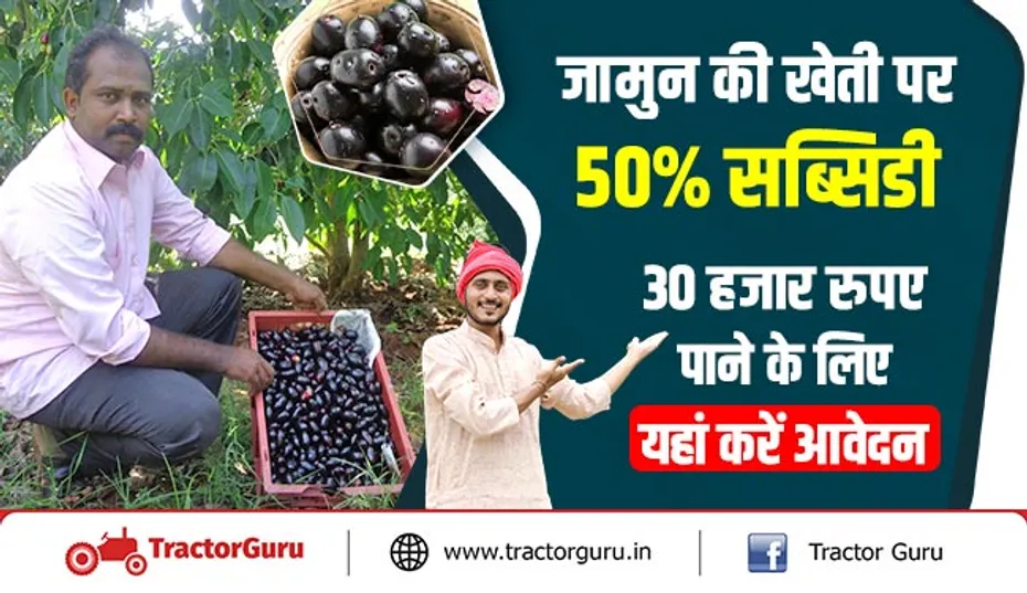 जामुन की खेती पर 50 प्रतिशत सब्सिडी, 30 हजार रुपए पाने के लिए यहां करें आवेदन