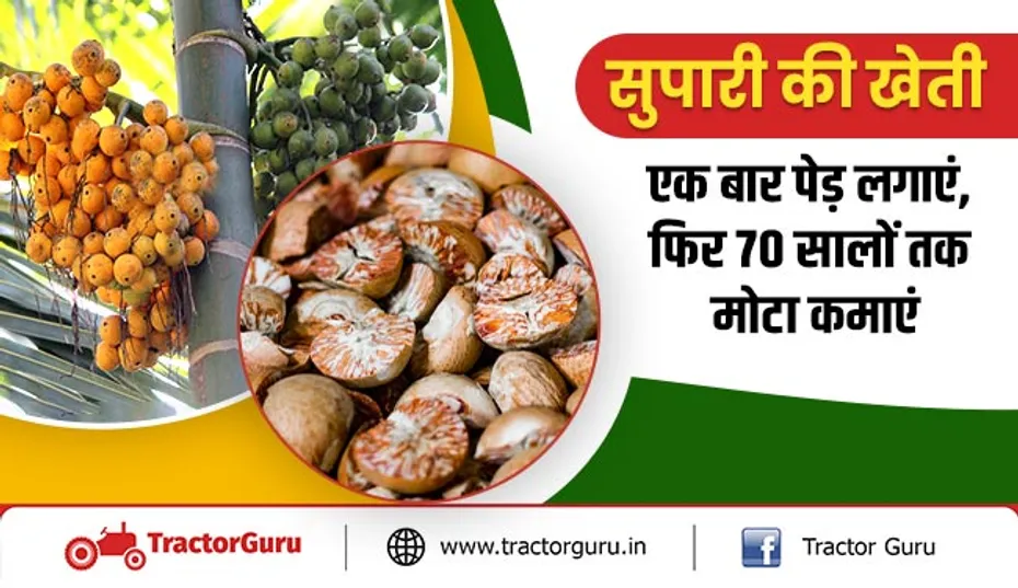 सुपारी की खेती : एक बार पेड़ लगाएं, फिर 70 सालों तक मोटा कमाएं
