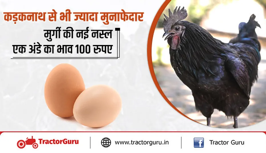 असील नस्ल की मुर्गी: कड़कनाथ से भी बेहतर अंडा, 1200 रुपए दर्जन!