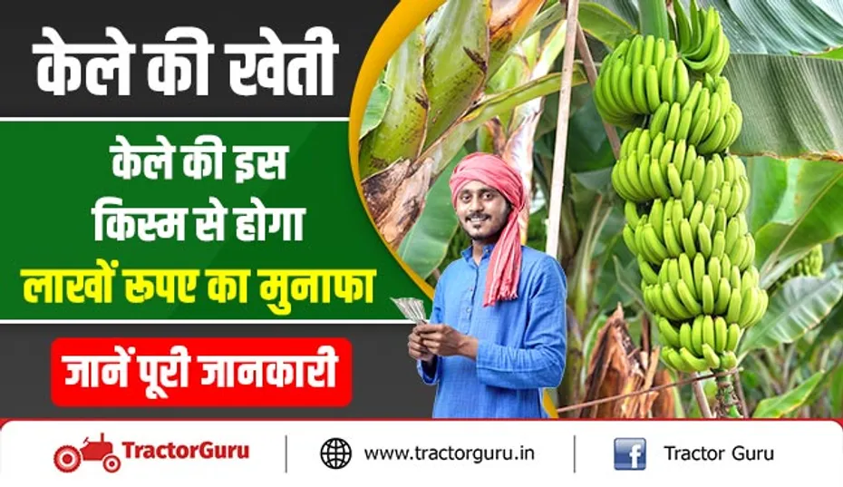 केले की खेती : केले की इस किस्म से होगा लाखों रूपए का मुनाफा, जानें पूरी जानकारी