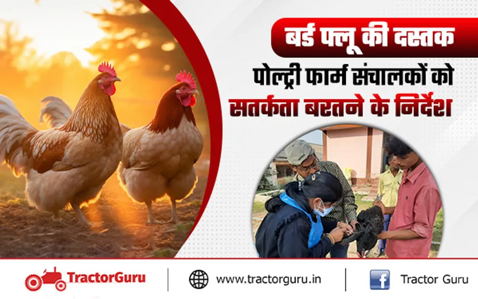 Bird flu : सरकारी पोल्ट्री फार्म में बर्ड फ्लू की दस्तक, सतर्कता बरतने के जारी किए निर्देश