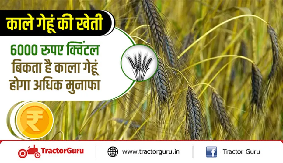 काले गेहूं की खेती - 6000 रुपए क्विंटल बिकता है काला गेहूं, होगा अधिक मुनाफा