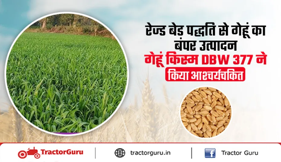 Wheat Crop : रेज्ड बेड पद्धति से गेहूं की किस्म DBW 377 का बंपर उत्पादन