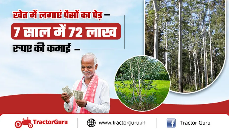 Business Idea : खेत में लगाएं पैसों का पेड़, 7 साल में 72 लाख रुपए की कमाई