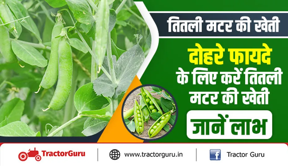 तितली मटर की खेती - दोहरे फायदे के लिए करें तितली मटर की खेती - जानें लाभ