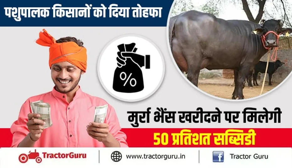 पशुपालक किसानों को दिया तोहफा, मुर्रा भैंस खरीदने पर मिलेगी 50 प्रतिशत सब्सिडी