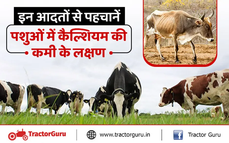 Cattle Farming : गर्मी और सूखे के कारण पशुओं में होने लगी कैल्शियम की कमी, जानिए क्या है लक्षण