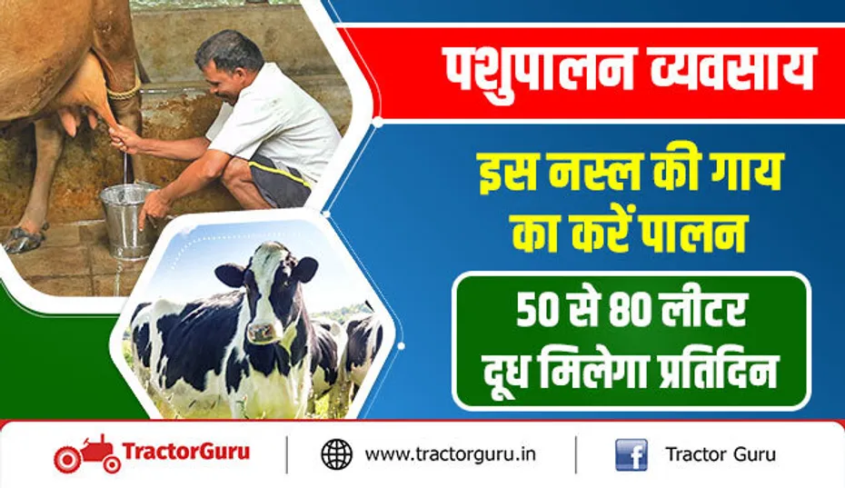 पशुपालन व्यवसाय : इस नस्ल की गाय का करें पालन, 50 से 80 लीटर दूध देगी प्रतिदिन