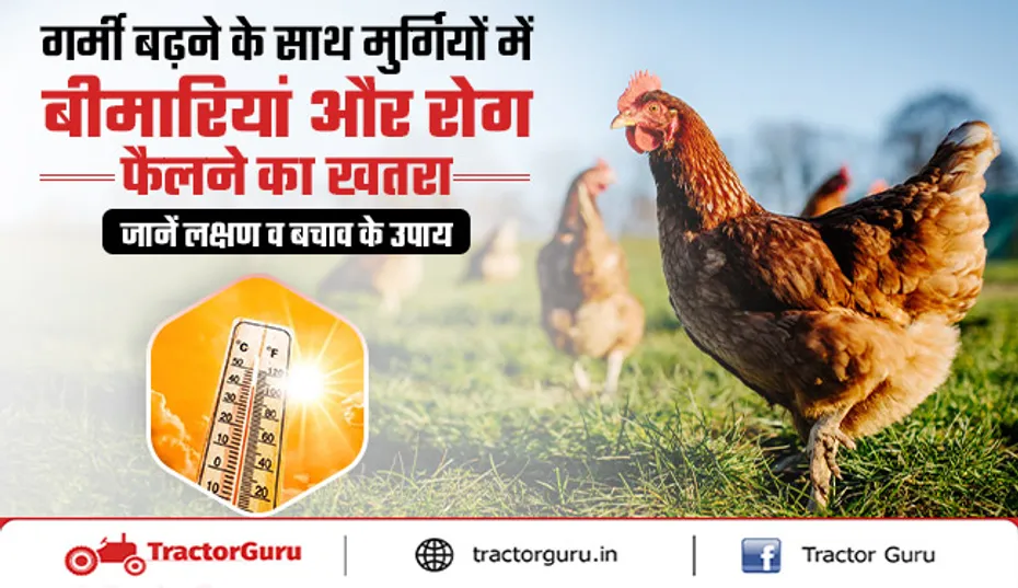 गर्मियों में मुर्गियों की बीमारियां: लक्षण और बचाव के उपाय