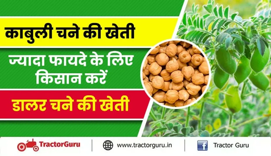 काबुली चने की खेती : ज्यादा फायदे के लिए किसान करें डालर चने की खेती