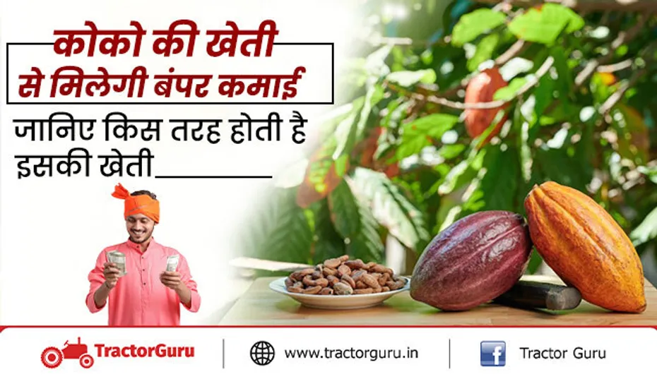 कोको की खेती से होगा किसानों को दोगुना मुनाफा, जानें उन्नत खेती का सही तरीका