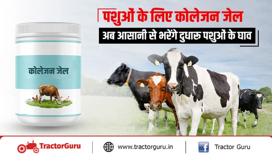 पशुओं के जख्म जल्दी ठीक कर देगा कोलेजन जेल - जानें पूरी जानकारी