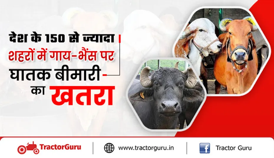 देश के 150 से ज्यादा शहरों में गाय-भैंस पर पीपीआर-खुरपका-मुंहपका बीमारी का खतरा