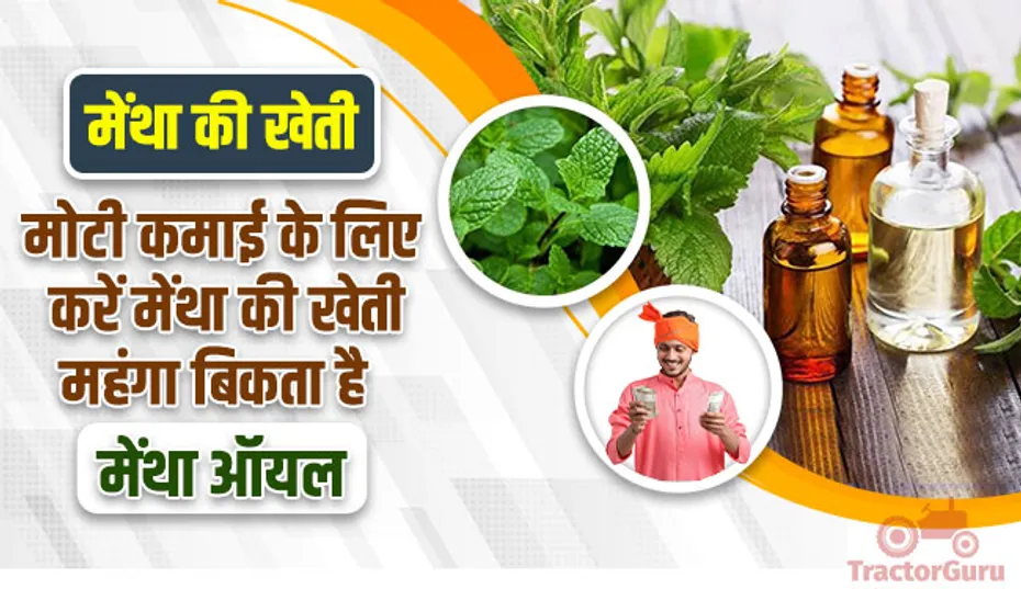 मेंथा की खेती : मोटी कमाई के लिए करें मेंथा की खेती, महंगा बिकता है मेंथा ऑयल