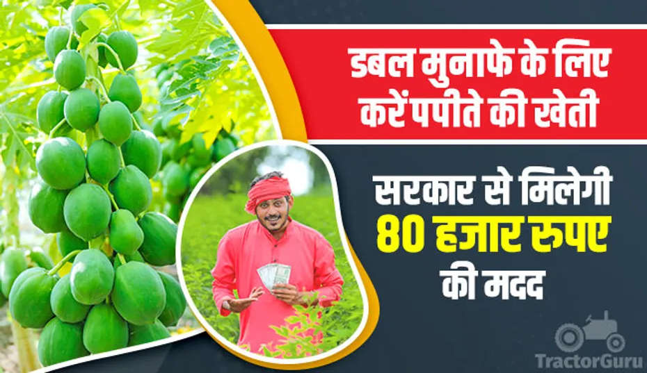 डबल मुनाफे के लिए करें पपीते की खेती, सरकार से मिलेगी 80 हजार रुपए की मदद