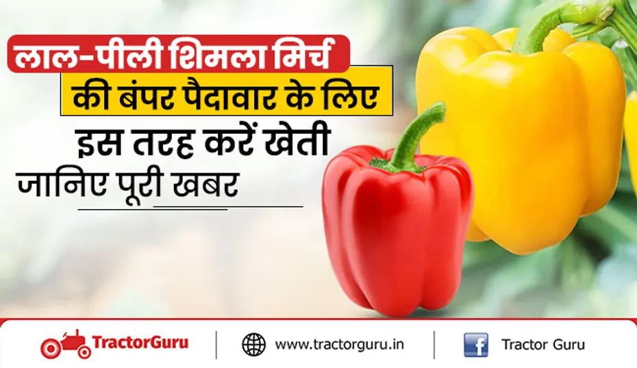 लाल, पीली, हरी शिमला मिर्च की इस तरह करें खेती, किसानो को मिलेगा डबल मुनाफा