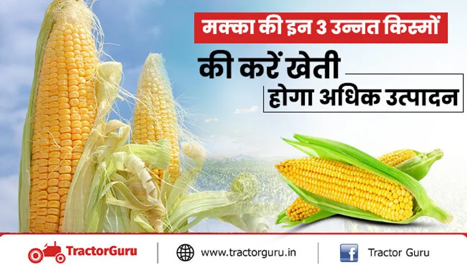 मक्का की खेती: मक्का की इन 3 उन्नत किस्मों की करें खेती, मिलेगी ज्यादा पैदावार और कमाई