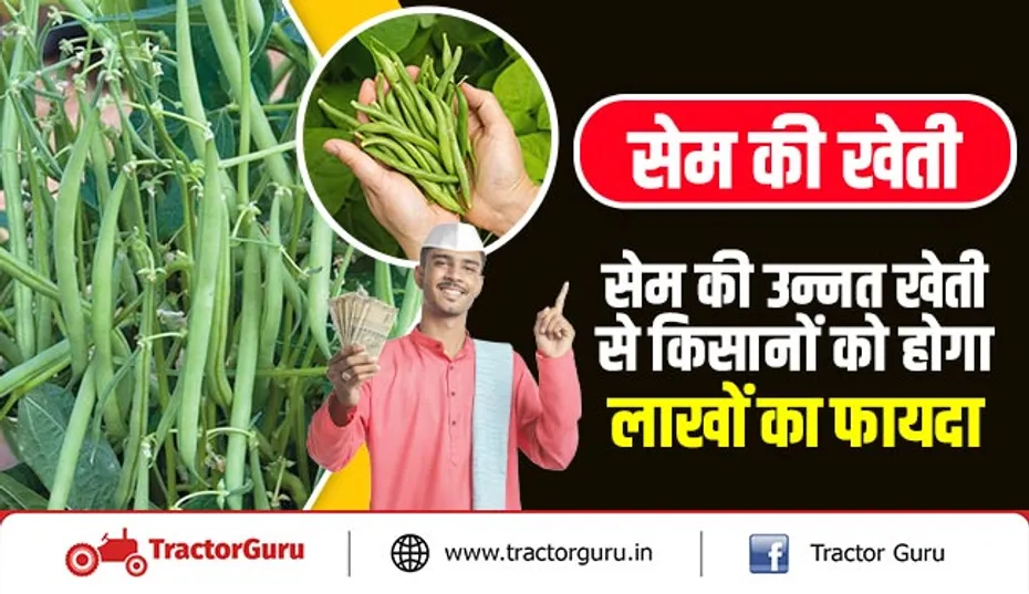 सेम की खेती : सेम की उन्नत खेती से किसानों को होगा लाखों का फायदा