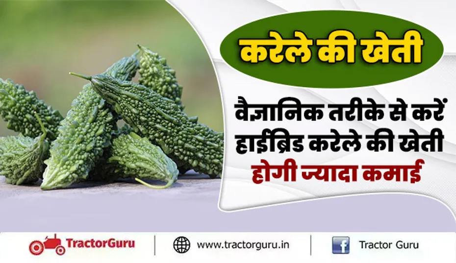 करेले की खेती : वैज्ञानिक तरीके से करें हाईब्रिड करेले की खेती, होगी ज्यादा कमाई