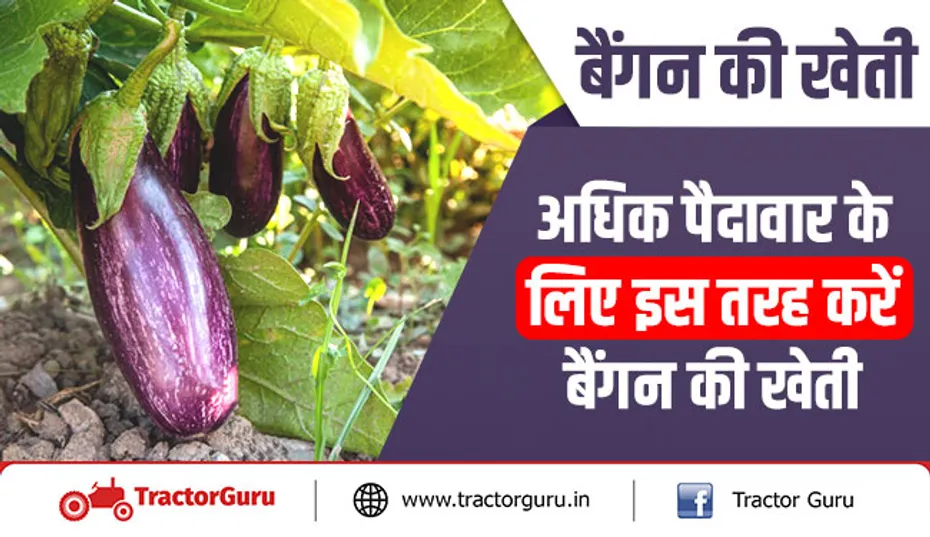 बैंगन की खेती : अधिक पैदावार के लिए इस तरह करें बैंगन की खेती