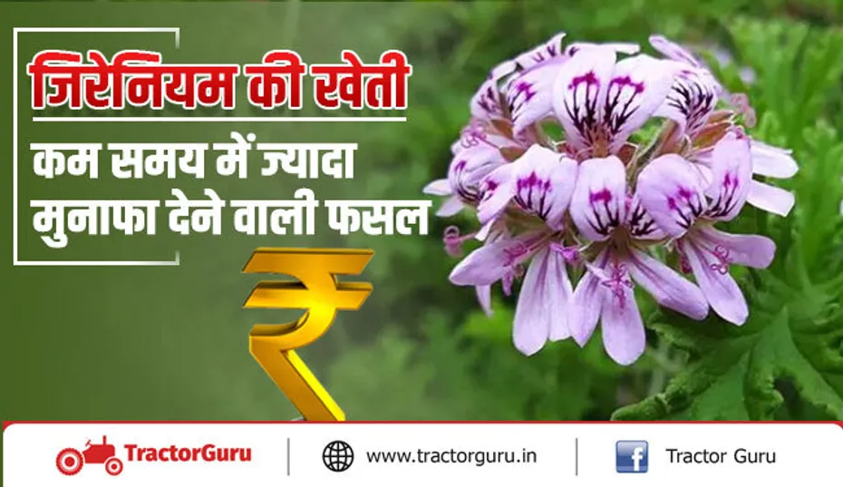 जिरेनियम की खेती : कम समय में ज्यादा मुनाफा देने वाली फसल