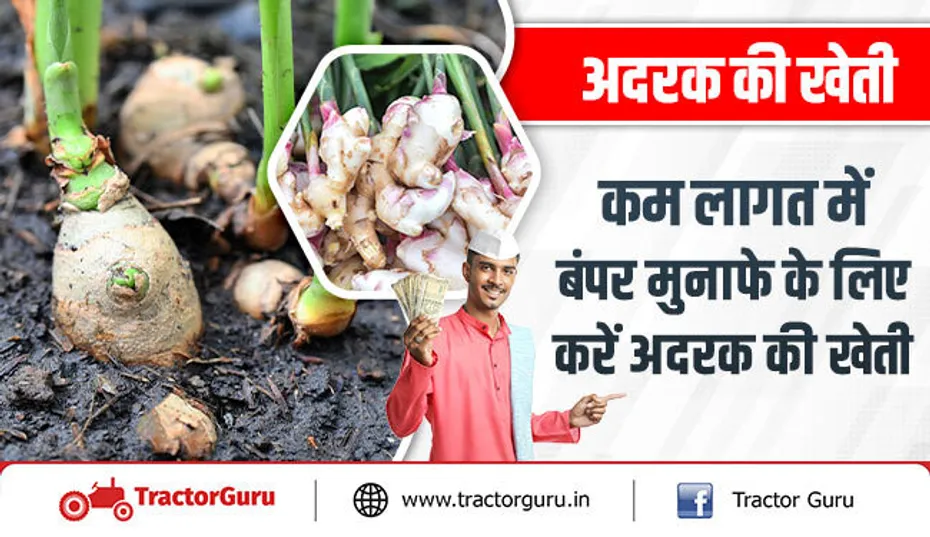 अदरक की खेती : कम लागत में बंपर मुनाफे के लिए करें अदरक की खेती