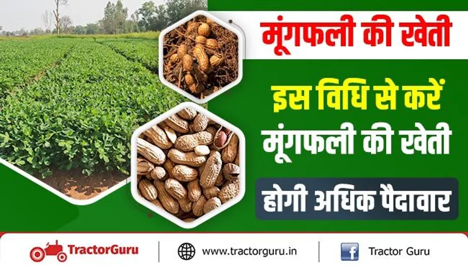 मूंगफली की खेती : इस विधि से करें मूंगफली की खेती, होगी अधिक पैदावार