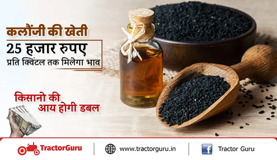 कलौंजी की खेती : 25 हजार रुपए प्रति क्विंटल तक मिलेगा भाव, किसानो की आय होगी डबल