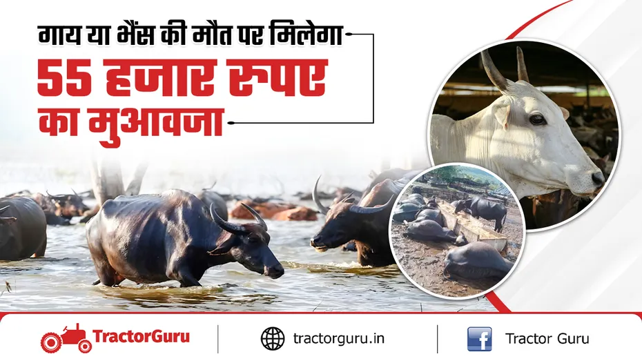 आपदा राहत पैकेज : गाय या भैंस की मृत्यु पर 55 हजार रुपए का मुआवजा