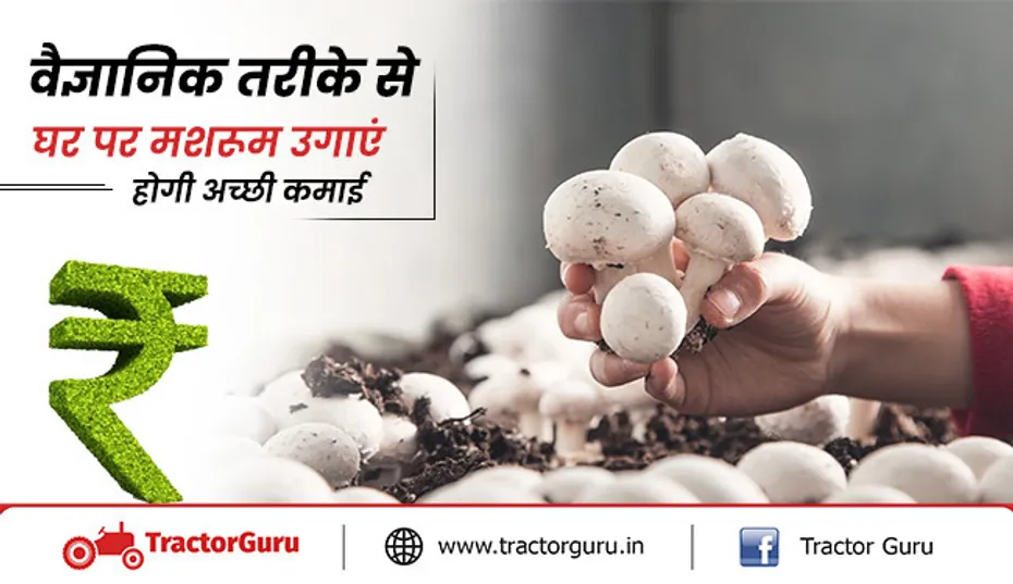 मशरूम स्पॉन : वैज्ञानिक तरीके से घर पर करें मशरूम की खेती होगी, अच्छी कमाई