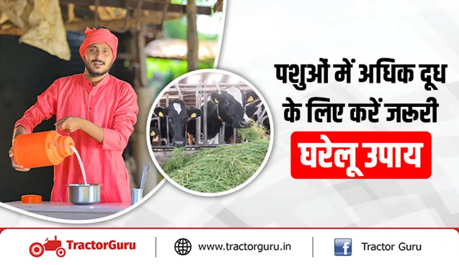 पशुओं में अधिक दूध के लिए करें जरूरी घरेलू उपाय