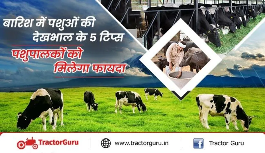 बारिश के मौसम में पशुओं की देखभाल के लिए करें ये 5 काम, नहीं होगा नुकसान