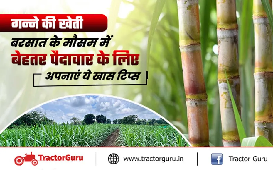 बरसात के सीजन में गन्ना किसान अपनाएं ये खास कृषि वैज्ञानिक उपाय, होगी बेहतर पैदावार