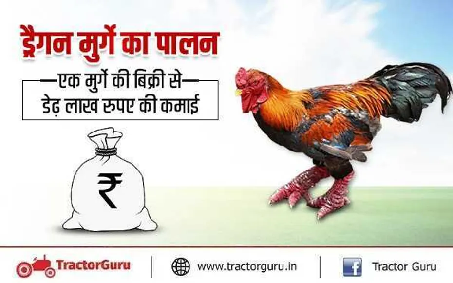 ड्रैगन मुर्गे का पालन : एक मुर्गे की बिक्री से डेढ़ लाख रुपए की कमाई