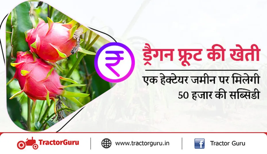 ड्रैगन फ्रूट की खेती : एक हेक्टेयर जमीन पर मिलेगी 50 हजार की सब्सिडी