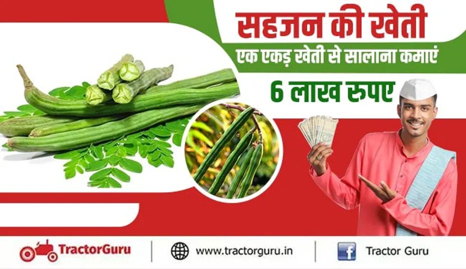 सहजन की खेती : एक एकड़ खेती से सालाना कमाएं 6 लाख रुपए