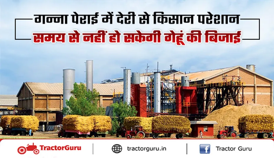 Sugarcane Crop : गन्ना पेराई में देरी, समय से नहीं कर सकेंगे गेहूं की बुवाई